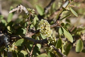 Zizyphus spina-christi var. divaricatus (L.) Desf.