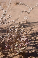 Agathophora alopecuroides (Delile) Fenzl ex Bunge