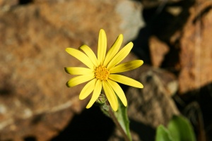 Senecio sumarae Defl.