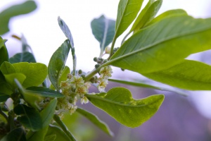 Pittosporum viridiflorum Sims ssp. arabicum Cufod.