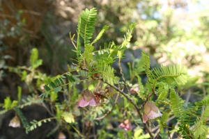 Cadia purpurea (Picciv.) Aiton