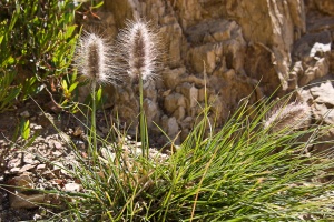 Pennisetum villosum R. Br. ex Fresen.