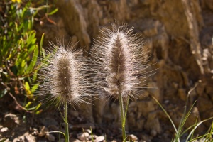 Pennisetum villosum R. Br. ex Fresen.