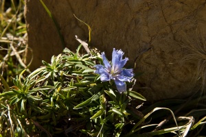 Cichorium bottae Defl.