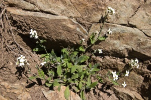 Arabis alpina L.