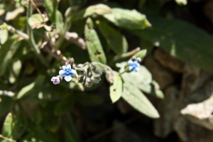 Myosotis ramosissima (Rochel ex Schult.) Schult