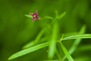 Asperula purpurea (L.) Ehrendorfer