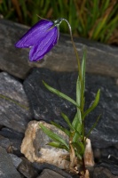 Campanula scheuchzeri Villars