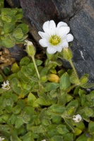 Cerastium pedunculatum Gaudin