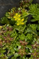 Sedum alpestre Villars