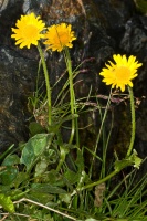 Doronicum clusii (Allioni) Tausch