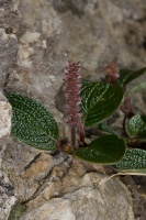 Salix reticulata L.