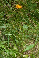 Crepis aurea (L.) Cassini