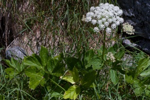 Peucedanum ostruthium (L.) Koch