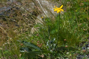 Senecio doronicum L.