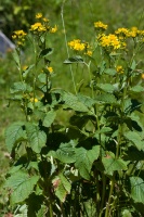 Senecio alpinus (L.) Scopoli