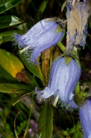 Campanula barbata L.