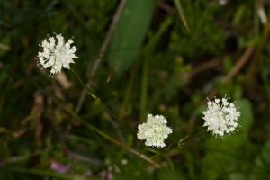 Astrantia minor L.