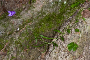 Campanula rotundifolia L.