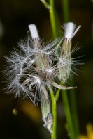 Chondrilla juncea L.