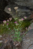 Silene armeria L.