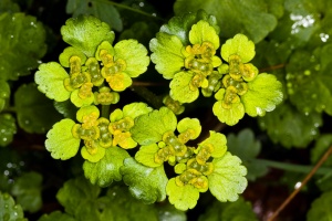 Chrysosplenium alternifolium L.