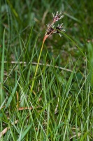 Luzula campestris (L.) DC