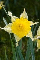 Narcissus pseudonarcissus L.