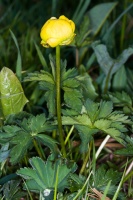 Trollius europaeus L.