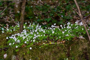 Oxalis acetosella L.