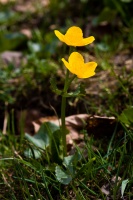 Caltha palustris L.