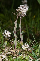 Thlaspi caerulescens Presl