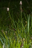 Carex montana L.