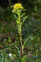 Rorippa palustris (L.) Besser