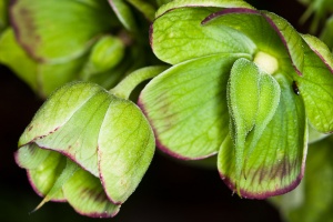 Helleborus foetidus L.