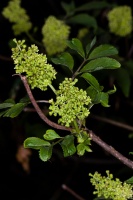 Sambucus racemosa L.