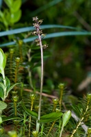 Listera cordata (L.) R. Brown