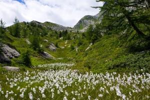 Eriophorum vaginatum L.