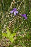 Pinguicula leptoceras Reichenbach