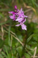 Dactylorhiza