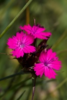 Dianthus carthusianorum s.l.