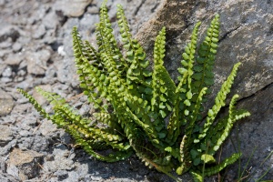 Asplenium viride Hudson