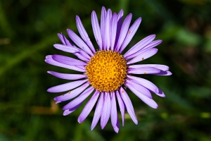 Aster alpinus L.