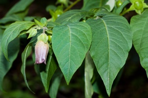 Atropa belladonna L.