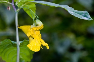 Impatiens noli-tangere L.