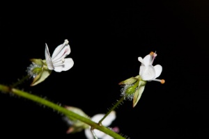 Circaea lutetiana L.