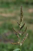 Echinochloa crus-galli (L.) P. de Beauvois