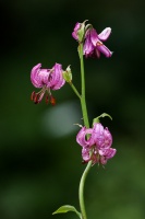 Lilium Martagon L.