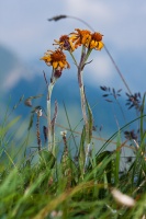 Senecio capitatus (Wahl.) Steudel