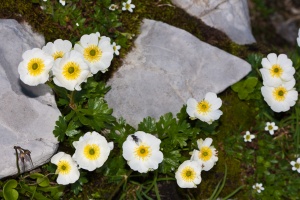 Ranunculus alpestris L.